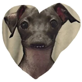 🤯 emoji Нарезка смешной собаки жоры фаоряо пак 2.4 Telegram sticker 6 of 30