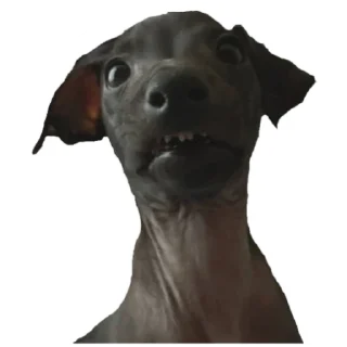 🤯 emoji Нарезка смешной собаки жоры фаоряо пак 2.4 Telegram sticker 8 of 30