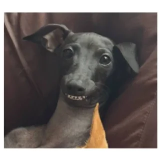 🤯 emoji Нарезка смешной собаки жоры фаоряо пак 2.4 Telegram sticker 10 of 30