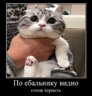🇷🇺 emoji @MEDIAHAMMER42069 cat 3 Telegram sticker 14 of 50