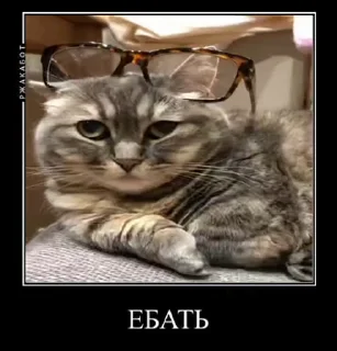 😱 emoji @MEDIAHAMMER42069 cat 3 Telegram sticker 20 of 50