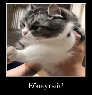 🥴 emoji @MEDIAHAMMER42069 cat 3 Telegram sticker 5 of 50