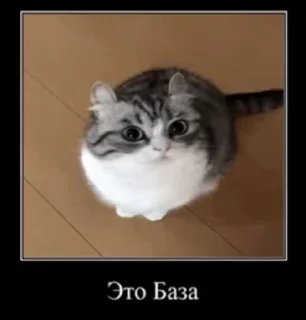 🤩 emoji @MEDIAHAMMER42069 cat 3 Telegram sticker 9 of 50