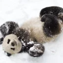 Sticker from Panda