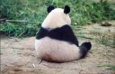 Sticker from Panda