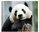 Sticker from Panda