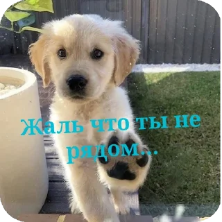Sticker from Для друзей