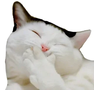 Sticker from pack pack pack