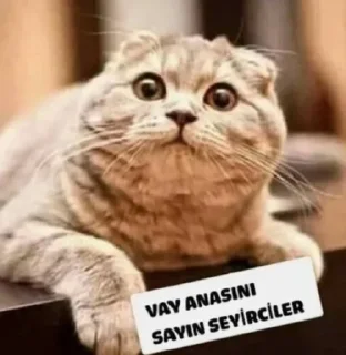 Sticker from Betül ve kedicikleri