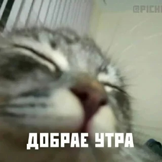 Sticker from винегрет 🥗