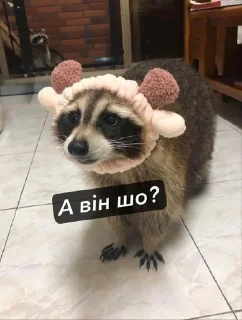 Sticker from Raccoons