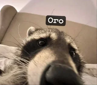 Sticker from Raccoons