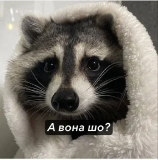Sticker from Raccoons