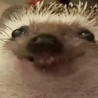 🦔 emoji Больше стикеров → @funny_stickerss Telegram sticker 16 of 45