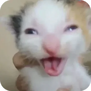 🤲 emoji Больше стикеров → @funny_stickerss Telegram sticker 20 of 45