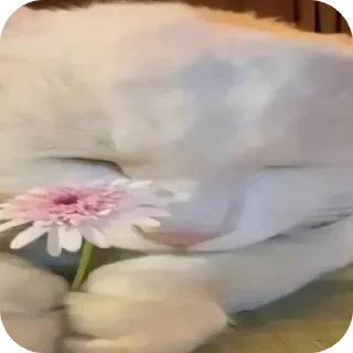 🐱 emoji Больше стикеров → @funny_stickerss Telegram sticker 21 of 45