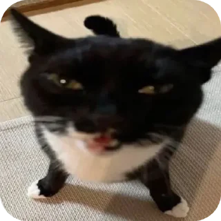 🐱 emoji Больше стикеров → @funny_stickerss Telegram sticker 19 of 45