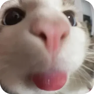 😛 emoji Больше стикеров → @funny_stickerss Telegram sticker 15 of 45