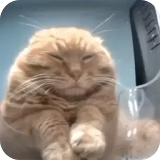 🐱 emoji Больше стикеров → @funny_stickerss Telegram sticker 17 of 45