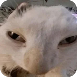 🐱 emoji Больше стикеров → @funny_stickerss Telegram sticker 24 of 45