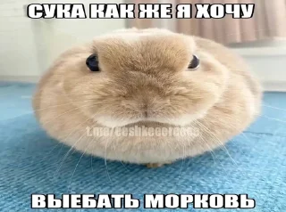 🐰 emoji Гейбомба 1 @rosttislavvv Telegram sticker 23 of 120