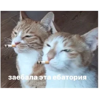 Sticker from Пиздос