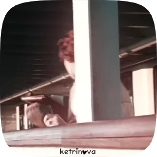 Sticker from 𝐣𝐚𝐜𝐤 𝐚𝐧𝐝 𝐫𝐨𝐬𝐞 :: @ketrinova