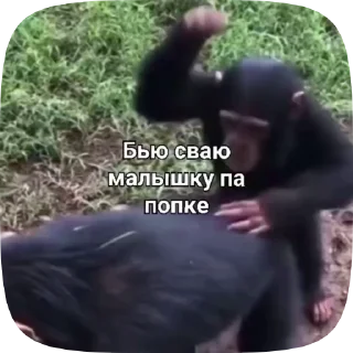 Sticker from Обезьянки поны 10