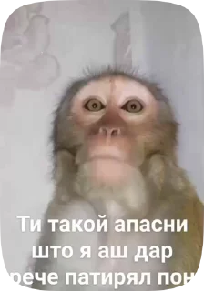 Sticker from Обезьянки поны 10
