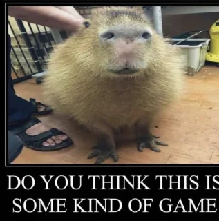 Sticker from Femboy Capybaras
