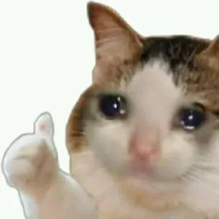 Sticker from Sad cat memes