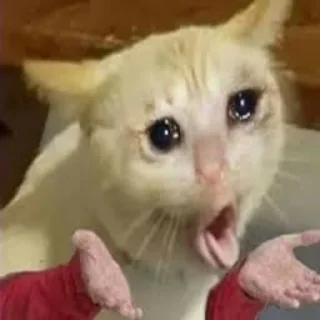 Sticker from Sad cat memes