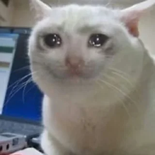 Sticker from Sad cat memes