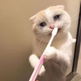 Sticker from Sad cat memes