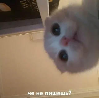 Sticker from Люблю  котю💗