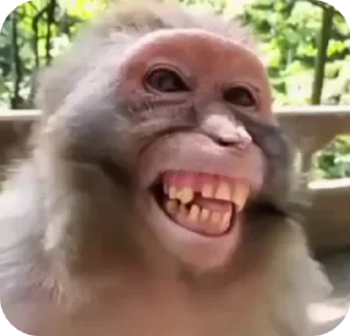 🙉 emoji бибибяно  @bibizianibibiziabi Telegram sticker 9 of 23