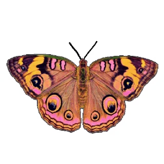 💈 emoji ˚₊‧꒰ა 𝓑𝗎𝗍𝗍𝖾𝗋𝖿𝗅𝗒 ໒꒱ ‧₊˚       @Vi3UAl Telegram sticker 8 of 32
