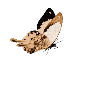 💈 emoji ˚₊‧꒰ა 𝓑𝗎𝗍𝗍𝖾𝗋𝖿𝗅𝗒 ໒꒱ ‧₊˚       @Vi3UAl Telegram sticker 15 of 32
