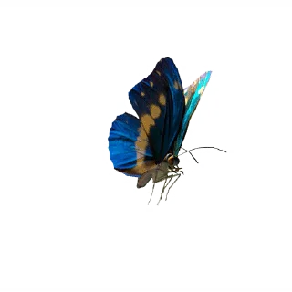 💈 emoji ˚₊‧꒰ა 𝓑𝗎𝗍𝗍𝖾𝗋𝖿𝗅𝗒 ໒꒱ ‧₊˚       @Vi3UAl Telegram sticker 7 of 32