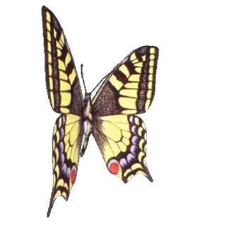 💈 emoji ˚₊‧꒰ა 𝓑𝗎𝗍𝗍𝖾𝗋𝖿𝗅𝗒 ໒꒱ ‧₊˚       @Vi3UAl Telegram sticker 13 of 32