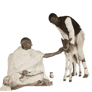 Sticker from Gandhi
