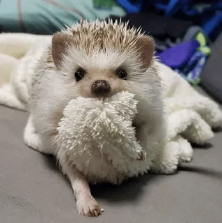 Sticker from ✨Hedgehogs✨(⁠◍⁠•⁠ᴗ⁠•⁠◍⁠)⁠✧⁠*⁠。
