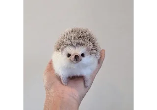 Sticker from ✨Hedgehogs✨(⁠◍⁠•⁠ᴗ⁠•⁠◍⁠)⁠✧⁠*⁠。