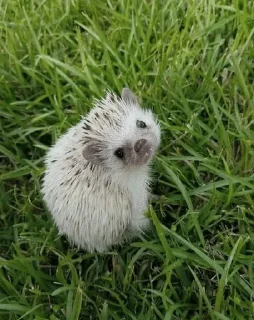 Sticker from ✨Hedgehogs✨(⁠◍⁠•⁠ᴗ⁠•⁠◍⁠)⁠✧⁠*⁠。