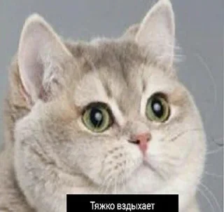 Sticker from Муд: Николай