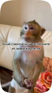 Sticker from Обезьянки поны 9