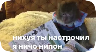 Sticker from Обезьянки поны 11