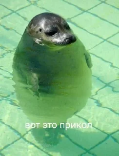 Sticker from Тялени