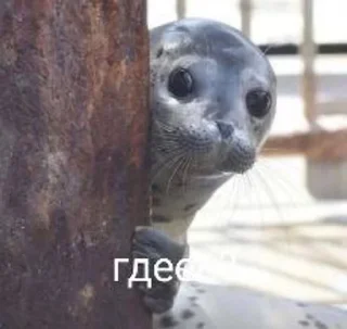 Sticker from Тялени