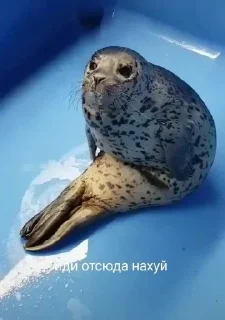 Sticker from Тялени